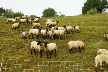 heutige und zukünftige Bewirtschaftung des Parks